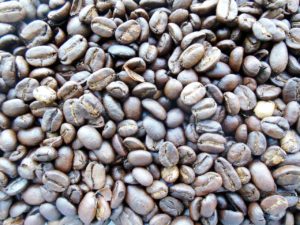 Kawa marzeń – kopi luwak