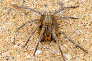 Wałęsak brazylijski – śmiercionośny jad niezwykłego pająka
