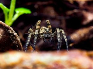 Wałęsak brazylijski – śmiercionośny jad niezwykłego pająka